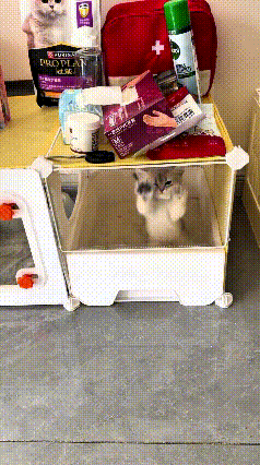 你瞅瞅这新手铲屎官，刚把小猫收养回家，直接给小猫关笼子里头，可把小家伙气坏啦。