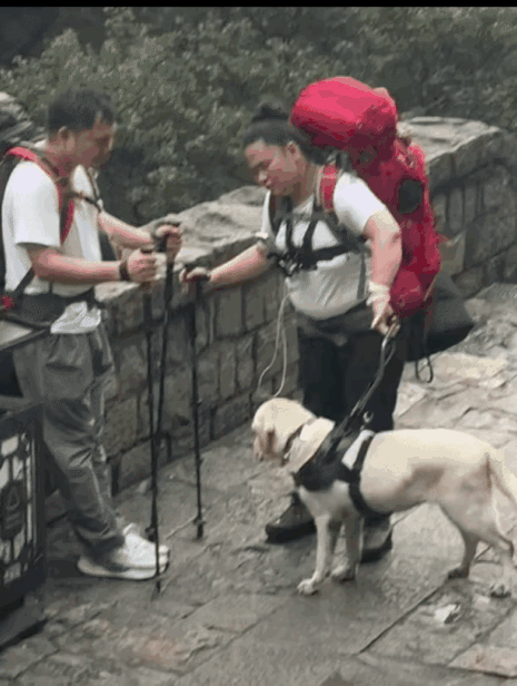 导盲犬“芬迪”的状态是不会骗人的，这趟泰山行值不值一目了然。刷到视频里芬迪陪