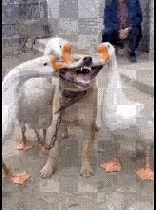 虎落平阳，被犬欺。犬被拴住了被大鹅欺，好虎驾不住一群狼，群鹅收拾一条狗，专咬狗的