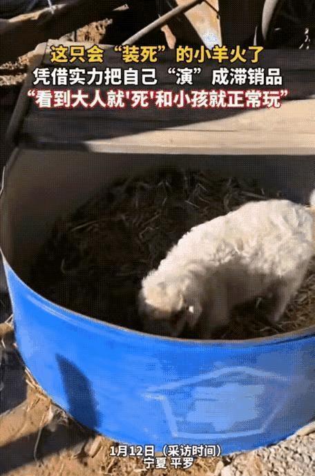 “笑不活了！”近日，宁夏石嘴山，一男子将家中的小羊拉到集市上卖，没想到小羊到了集