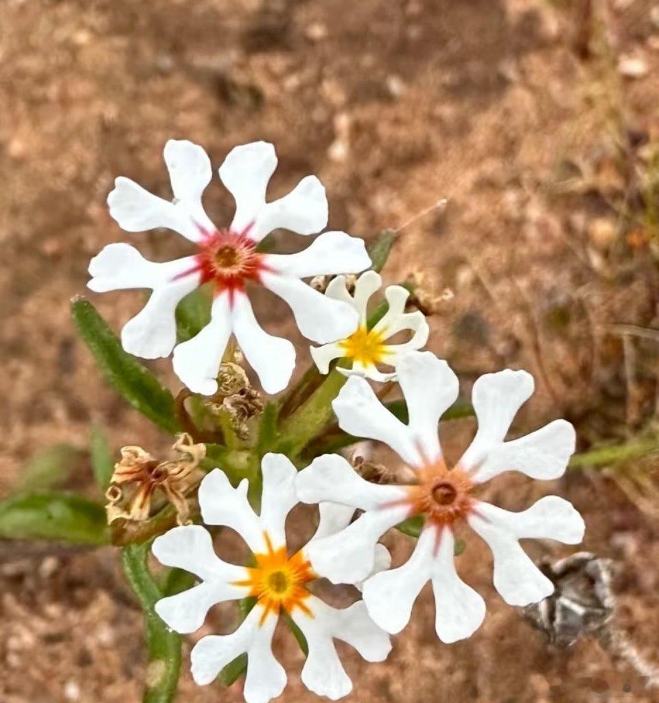 小朋友玩的花片，大自然真的有同款🍃Zaluzianskyaaffinis，一