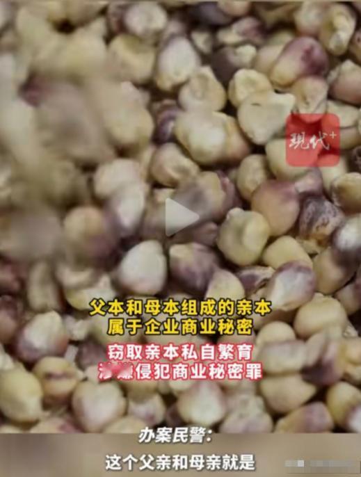 江苏南京，男子是一种业公司的副总，他监守自盗偷拿走7斤玉米亲本种子，跑到海南扩繁