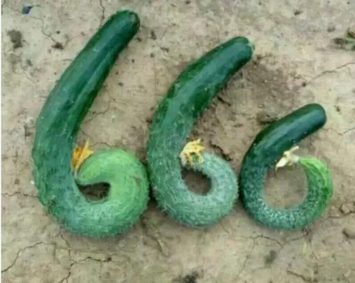 家人们谁懂啊！黄瓜成精了！长出了666的形状🤣谁能想到！自家菜园种的黄瓜