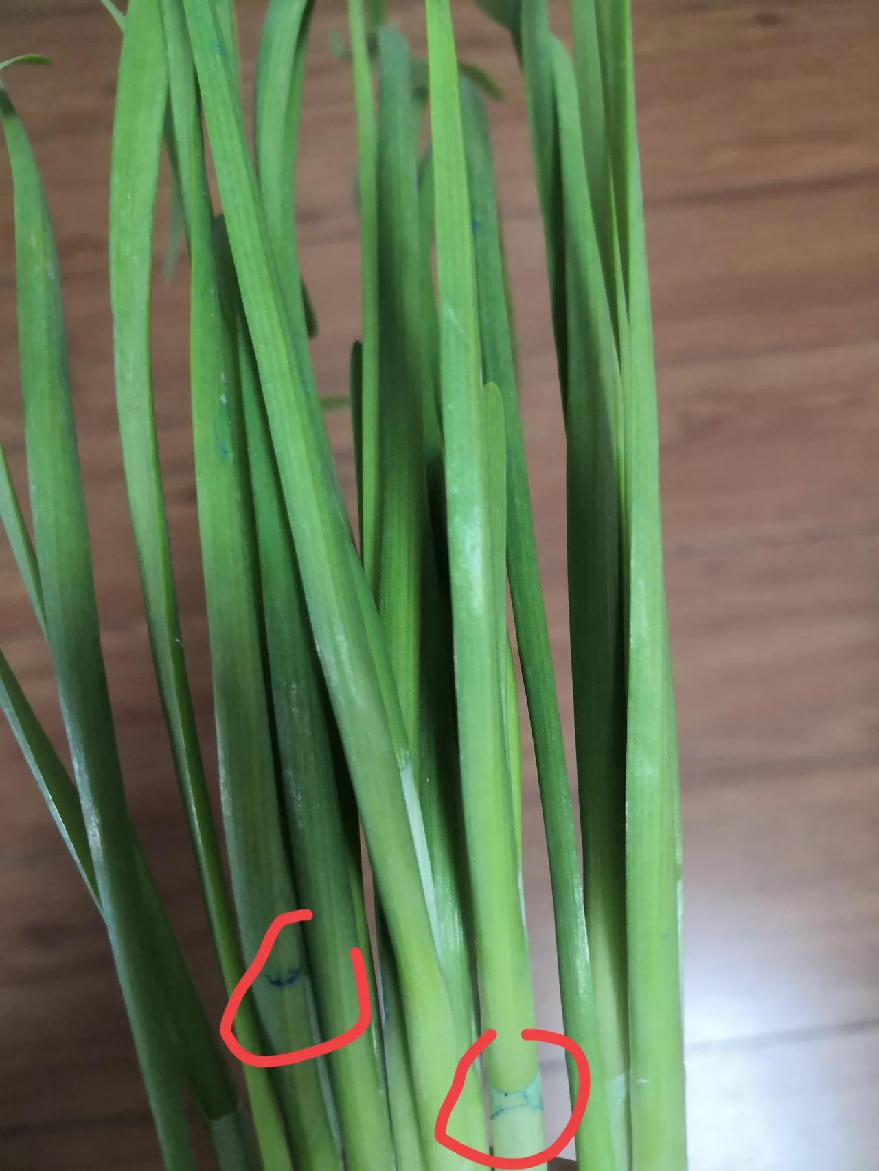 有点害怕了这是早上刚从市场买的韭菜哪位懂行的帮着瞧瞧，韭菜上这些蓝色是什么东