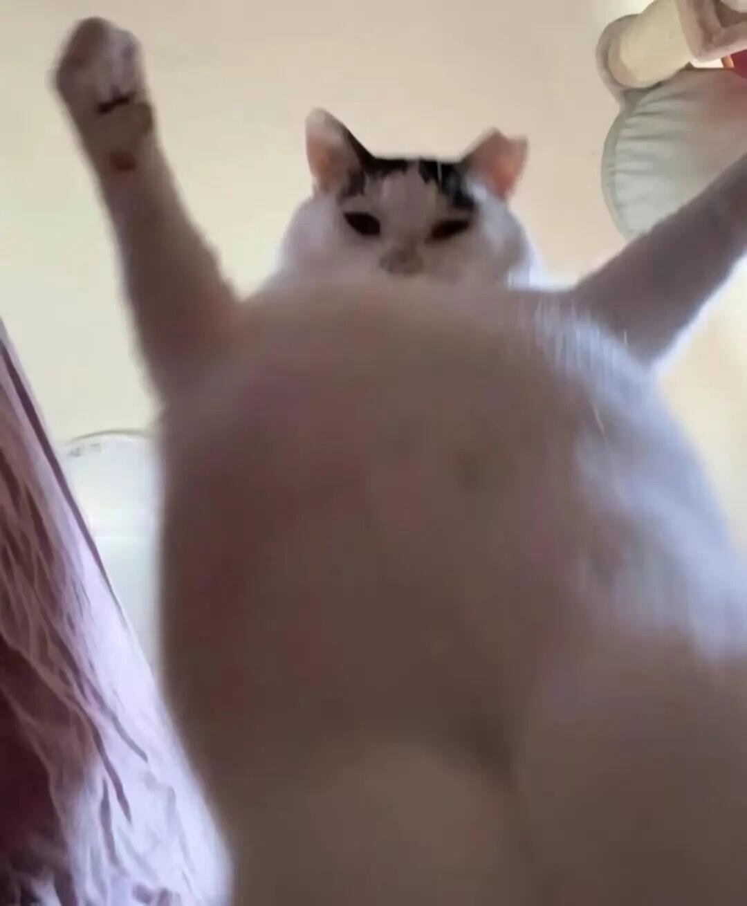 猫猫表情包🐱​​​