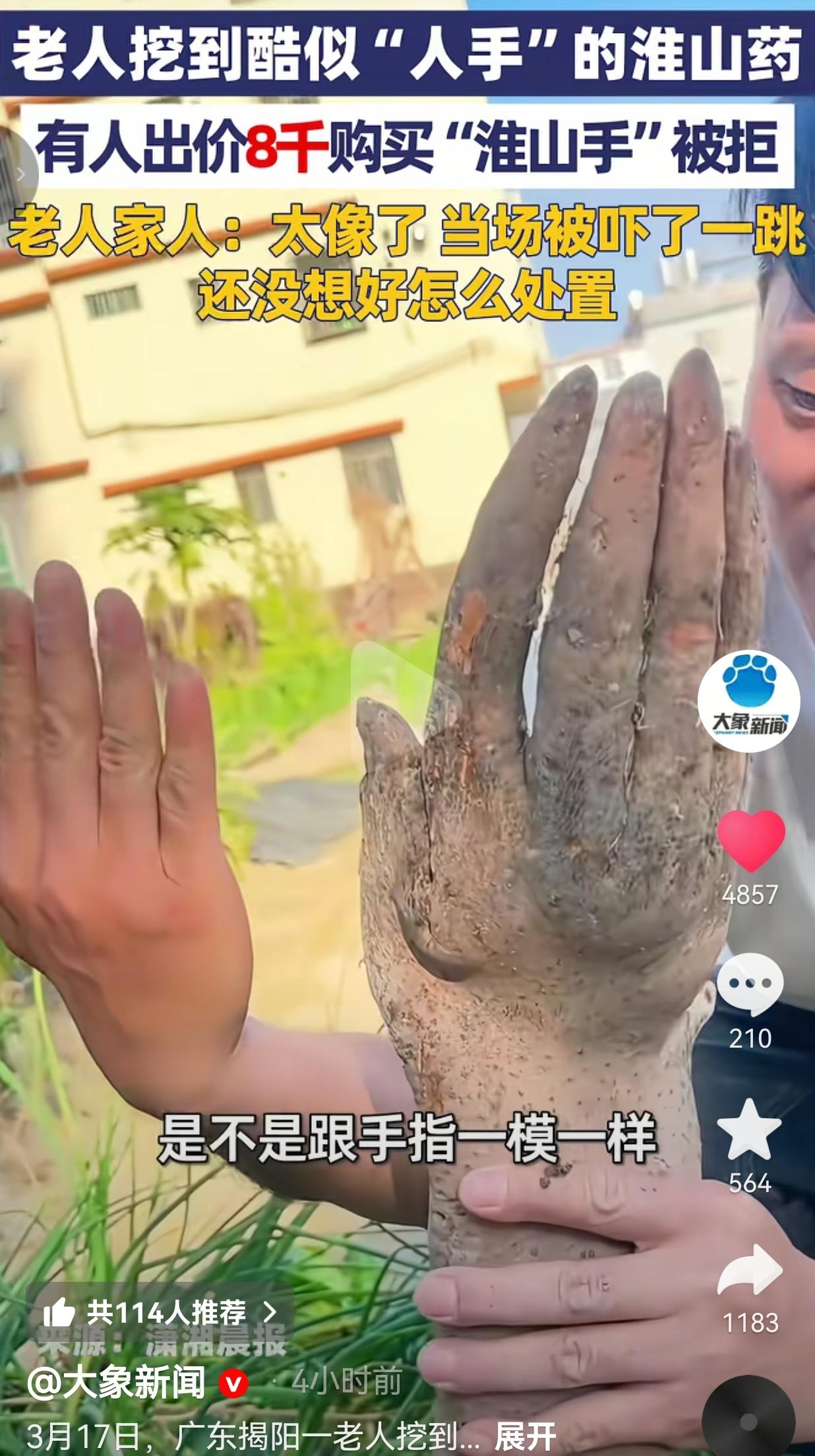 广东老人挖出“人手淮山”！有人出价8000元被婉拒，网友：模样太特别，实在不敢吃