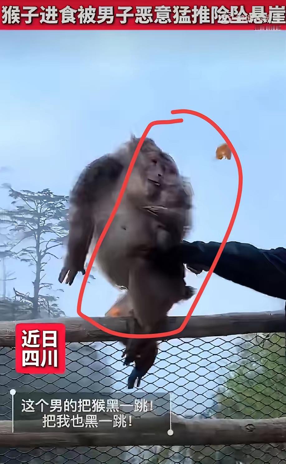四川乐山峨眉山这事儿真的太让人气愤了！一只猴子好好在悬崖边剥橘子吃，那男的悄咪咪