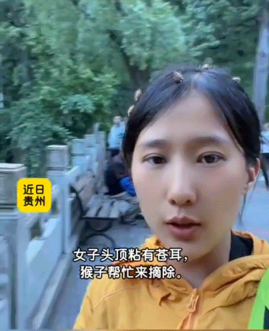 笑不活了，贵州，一名女子头发粘了几颗苍耳，于是她直接找一旁猴子求助，不料猴子见状