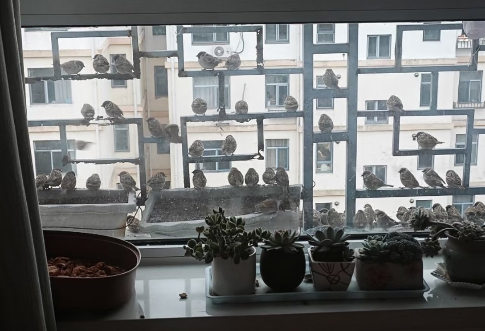 好多年前的事，一只麻雀跟我家猫在窗边吵架，麻雀生气飞回去把七大姑八大姨全叫来，密