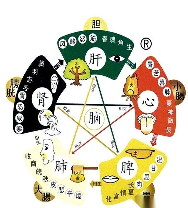 我跟你讲，老祖宗那套东西，有时候真觉得邪门得可怕。你别把身体当成一堆零件，你把