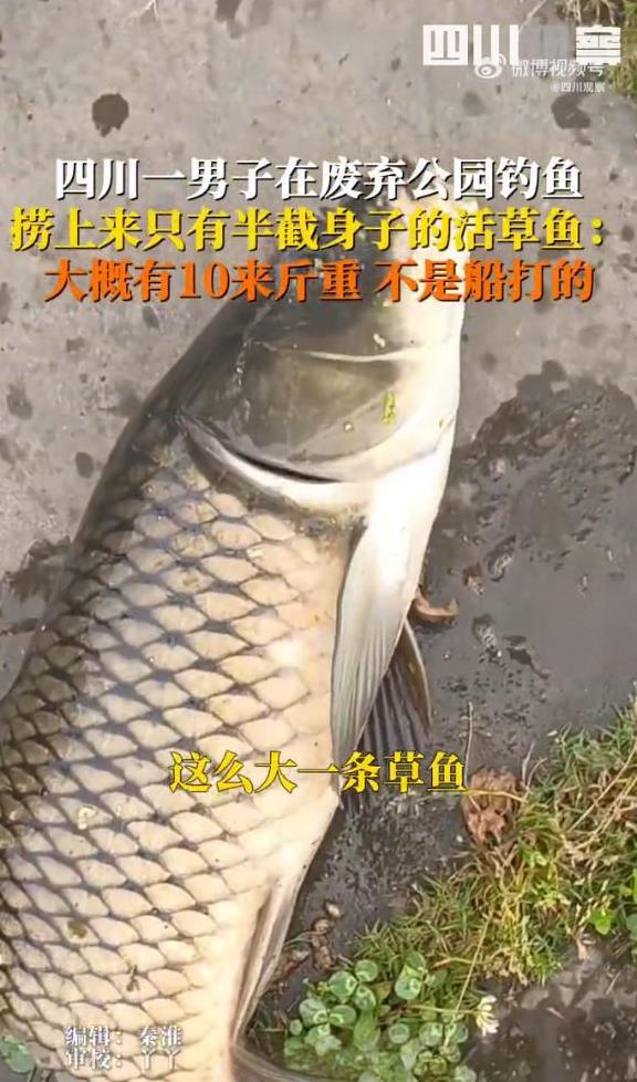 “受伤原因成谜！”四川眉山，一男子在废弃公园里钓鱼，突然看到水面上面有一条鱼在游