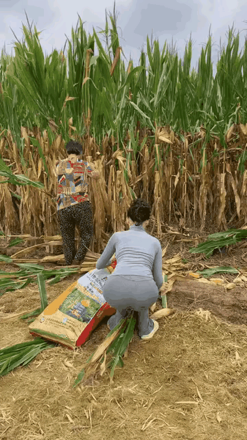 农村人不写计划，不填表，随便去地里转一圈就知道亩产是多少。知道一袋玉米棒该是抡起