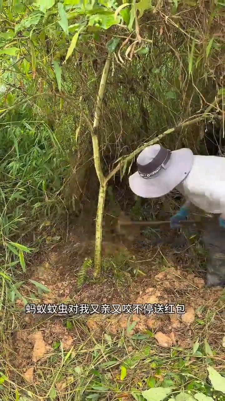 嫁接茄子砧木。阿山小菜园。今天去野外挖了两棵大宝贝，就是这个嫁接茄子用的砧木