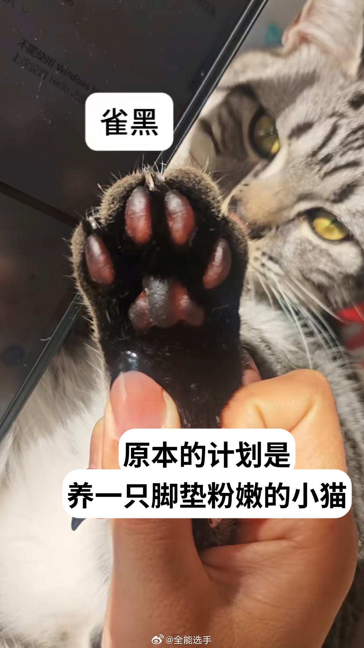 养猫前的设想vs现实