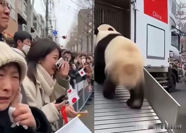 晓晓蕾蕾头也不回登车归国，日本民众的眼泪根本留不住国宝的归途，这哪是说再见，