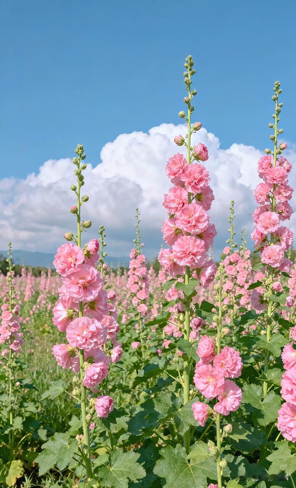 人穷有时候就会志短。我老公的姨夫70多岁了，独居的一个老头，昨天央求他侄子带他来