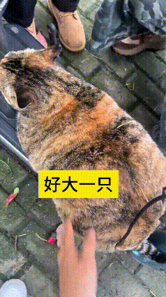 看到这个视频，瞅瞅这只蹲在电动车上的大胖猫，圆滚滚的像个小毛球，谁见了都舍不得赶