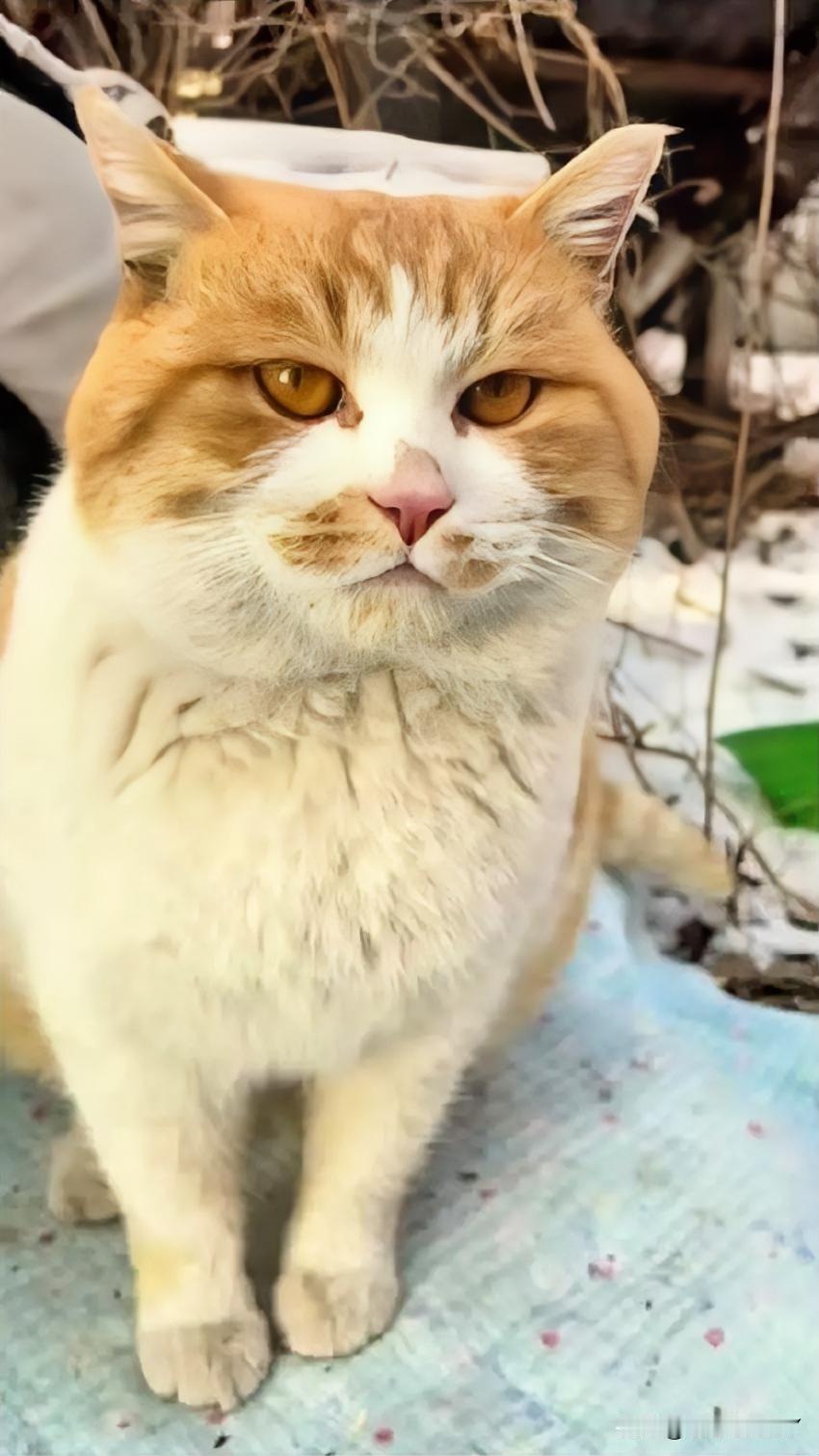 寒冬里的流浪猫：被爱温暖的每一刻！冬日的积雪还没消融，流浪猫的生活格外难熬。