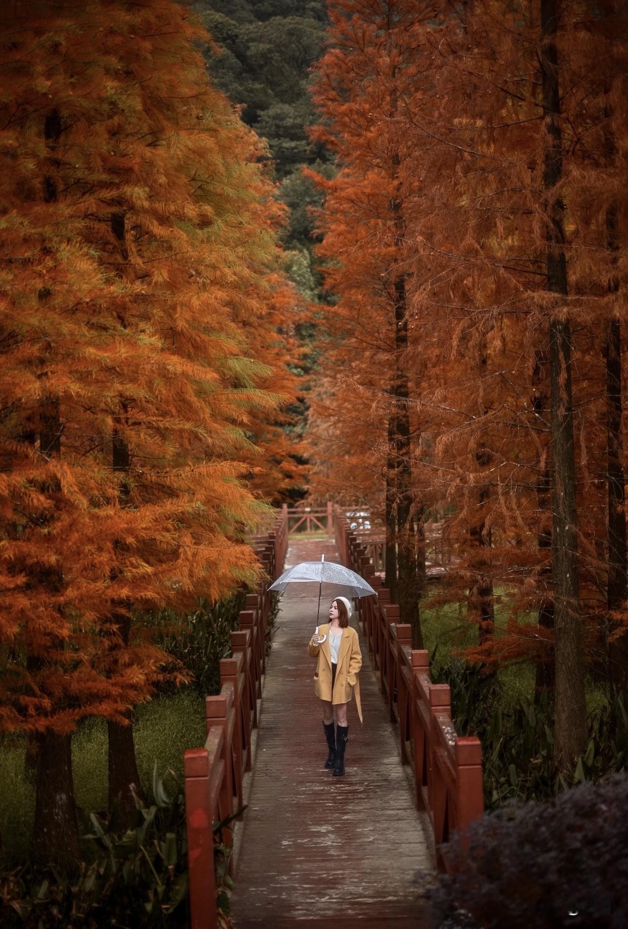 每天美丽照片分享秋日漫步，撑伞漫步在枫叶林中，感受大自然的宁静与美丽。