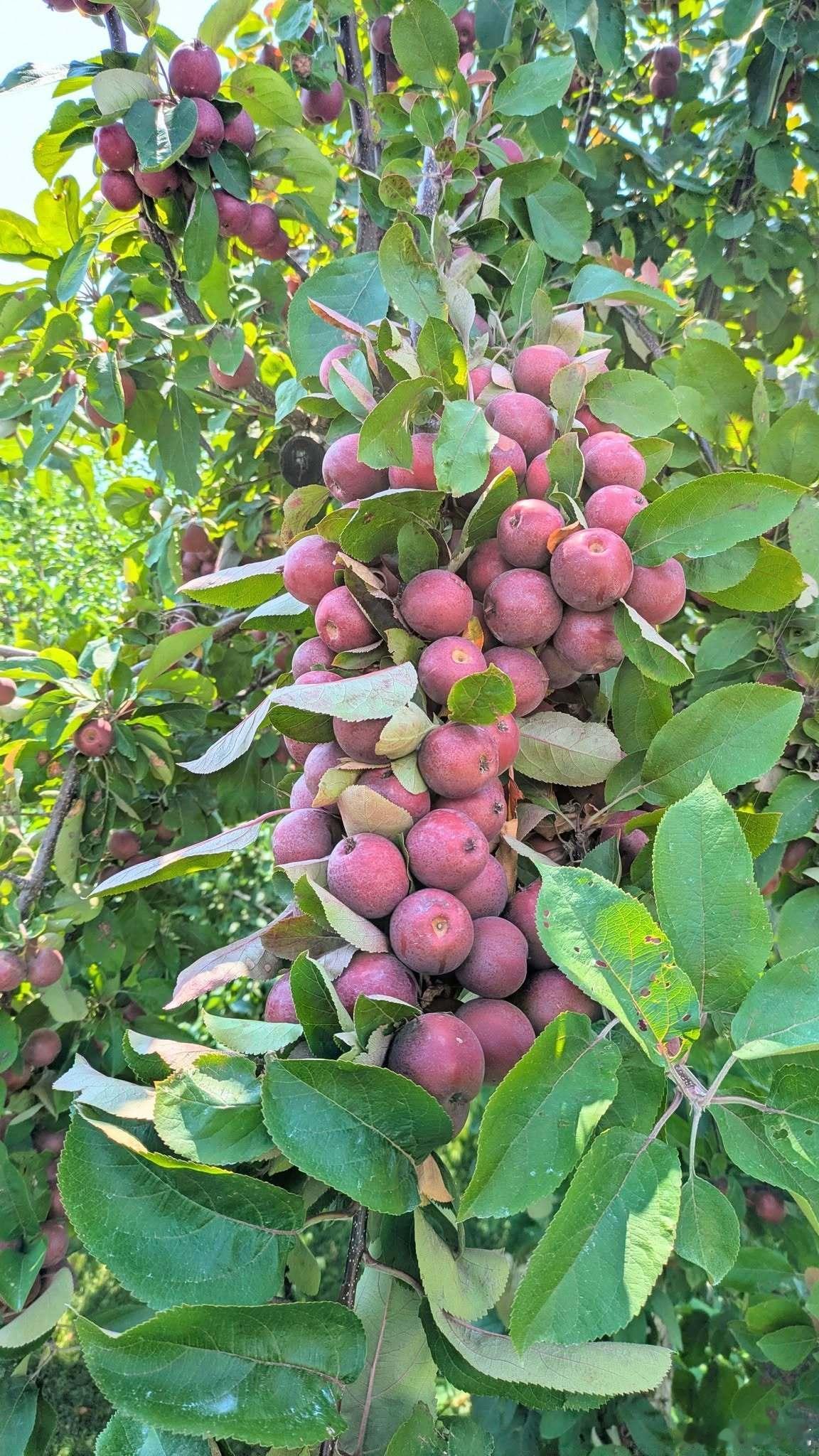 【没有经过疏果的苹果树模样】种植苹果的日本农家北沢毅分享，卖场摆放的苹果，是