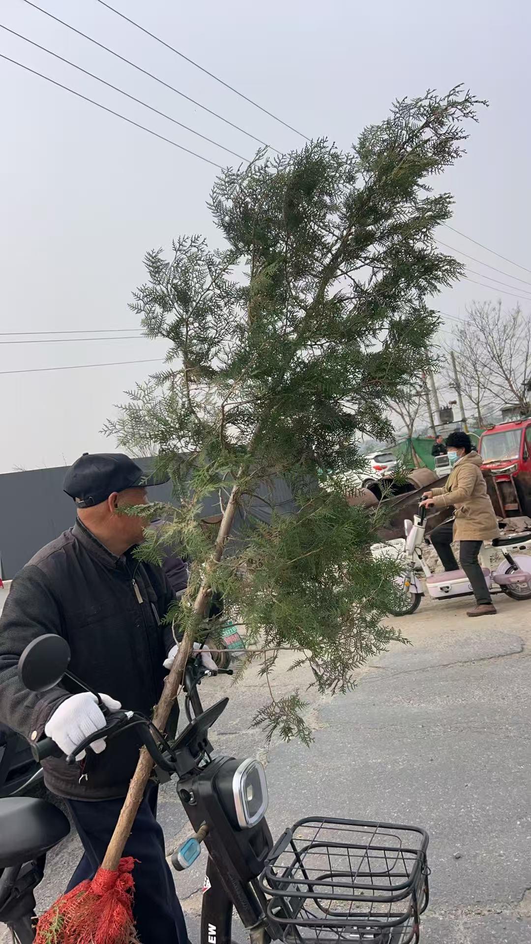 每日一图随手拍植树节到了，老人家开始买树苗了，前人栽树后人乘凉！[赞]