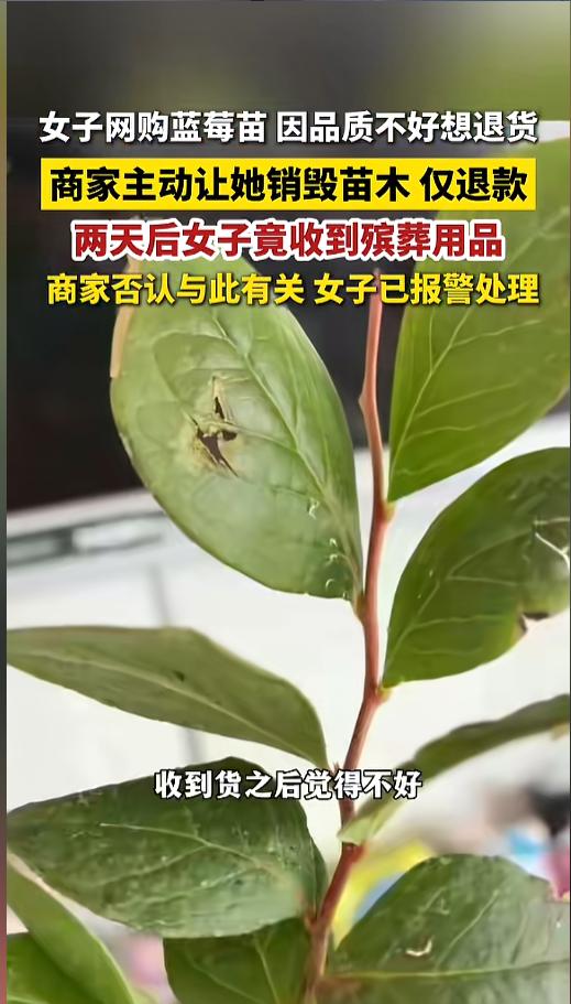 “玩不起了？”近日，辽宁，一女子网购了一棵蓝莓苗，收到货后感觉品质不好，卖家却声