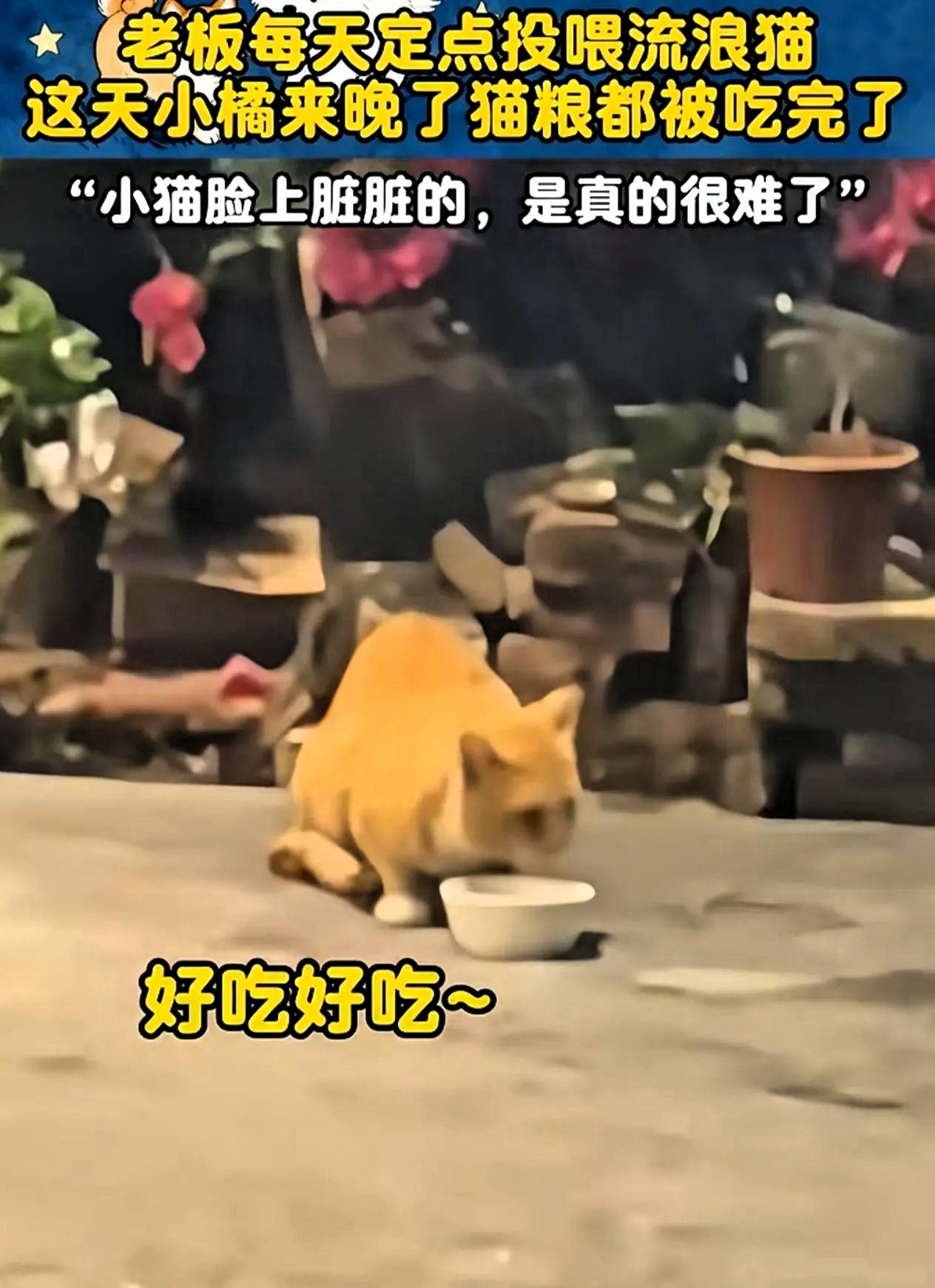 流浪猫因为来晚了，错过了男子的投喂时间，正当它准备饿着肚子转身离开时，男子却带着