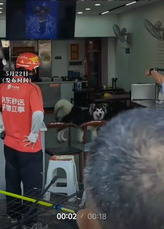 太不负责任了！四川，一狗主人带着未拴绳的大狗到饭店吃饭，期间狗主人觉得“自家狗不