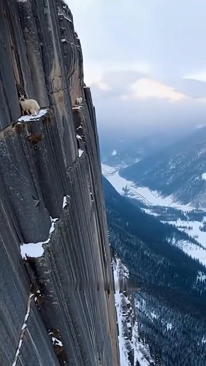 峭壁精灵岩羊。千万别让牛顿看到这一幕，不然他的棺材板就压不住了。他们完全无视牛