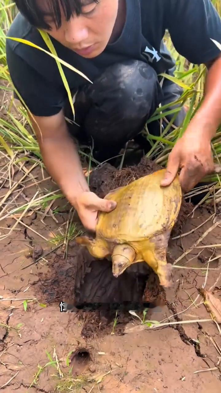 寻甲妙招。万万没想到稻田里藏着天大惊喜。男子无意间发现稻谷秸秆旁藏着一处神秘洞