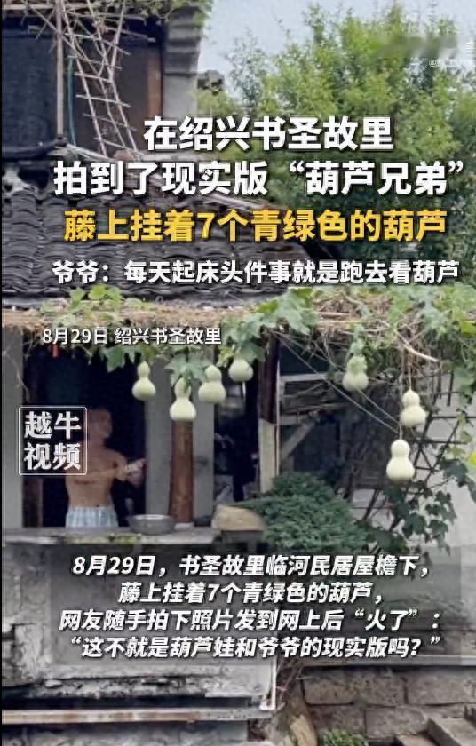 直接火到新华社！8月30日九派观天下报道，浙江，一大爷自家小院种的葫芦，恰好结出