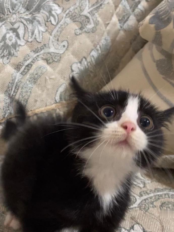 小玩意儿还奶凶奶凶的，小奶牛真可爱啊🐈‍⬛​​​​​