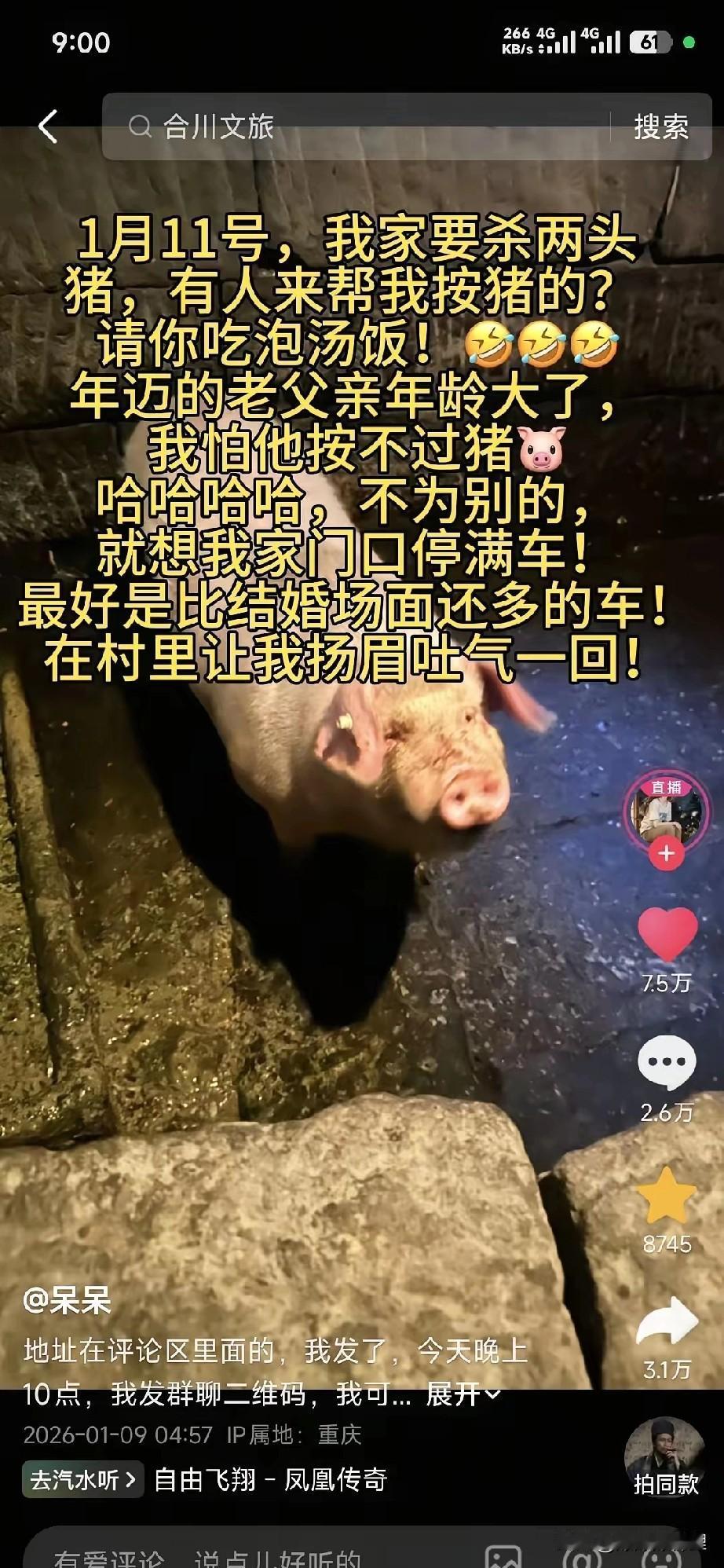 重庆合川这哥们也是绝了，发个抖音说家里杀猪怕按不住，喊网友来搭把手顺便蹭顿饭。