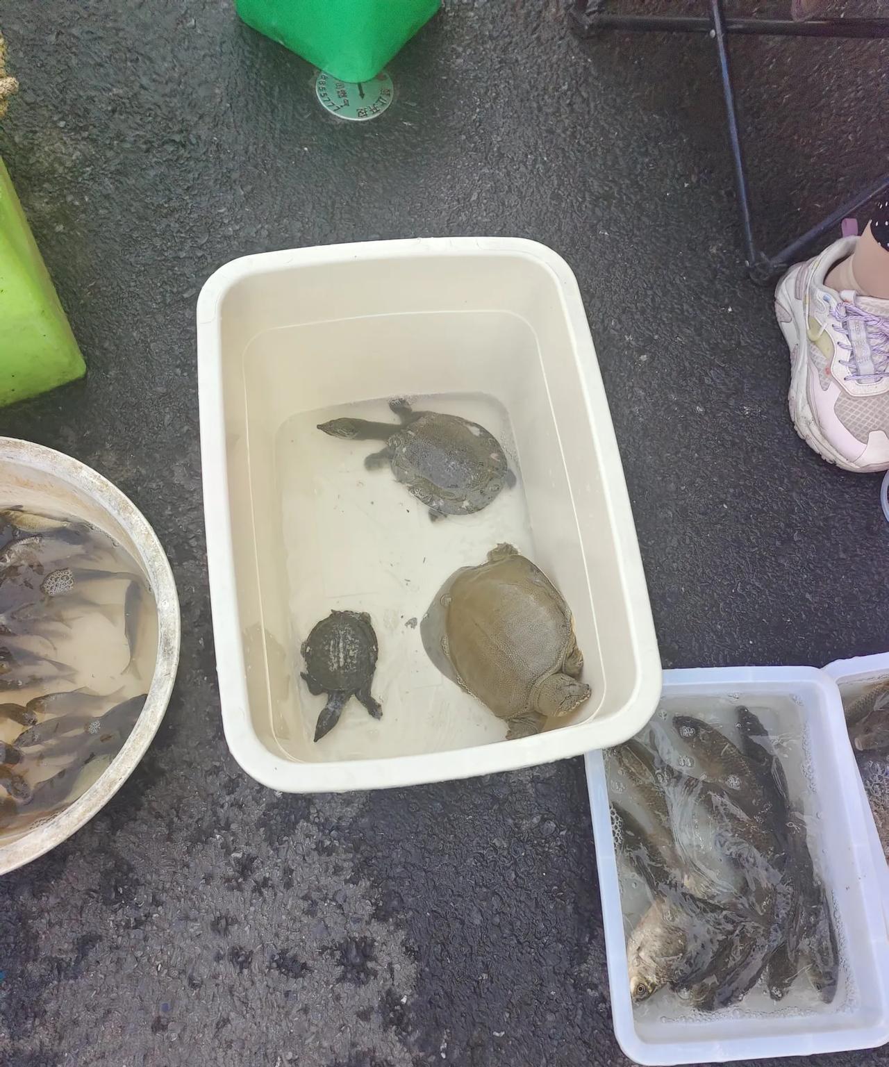 野生鱼太多了今天今天上午7点我到菜市场买烧饼，看见菜市场门口路边两老