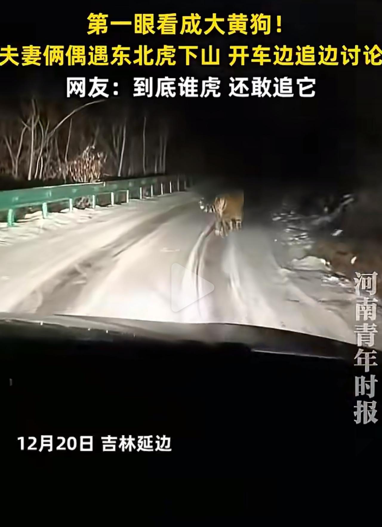 12月20日晚上，夫妻俩开车路过山路，远处晃悠的黄色身影被妻子一口咬定是大黄狗。