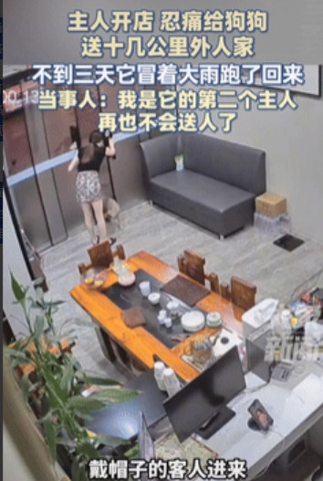 “看哭了！”福建漳州，老板娘收养了一只流浪狗，因为担心小狗吓到客人，就将它送给了