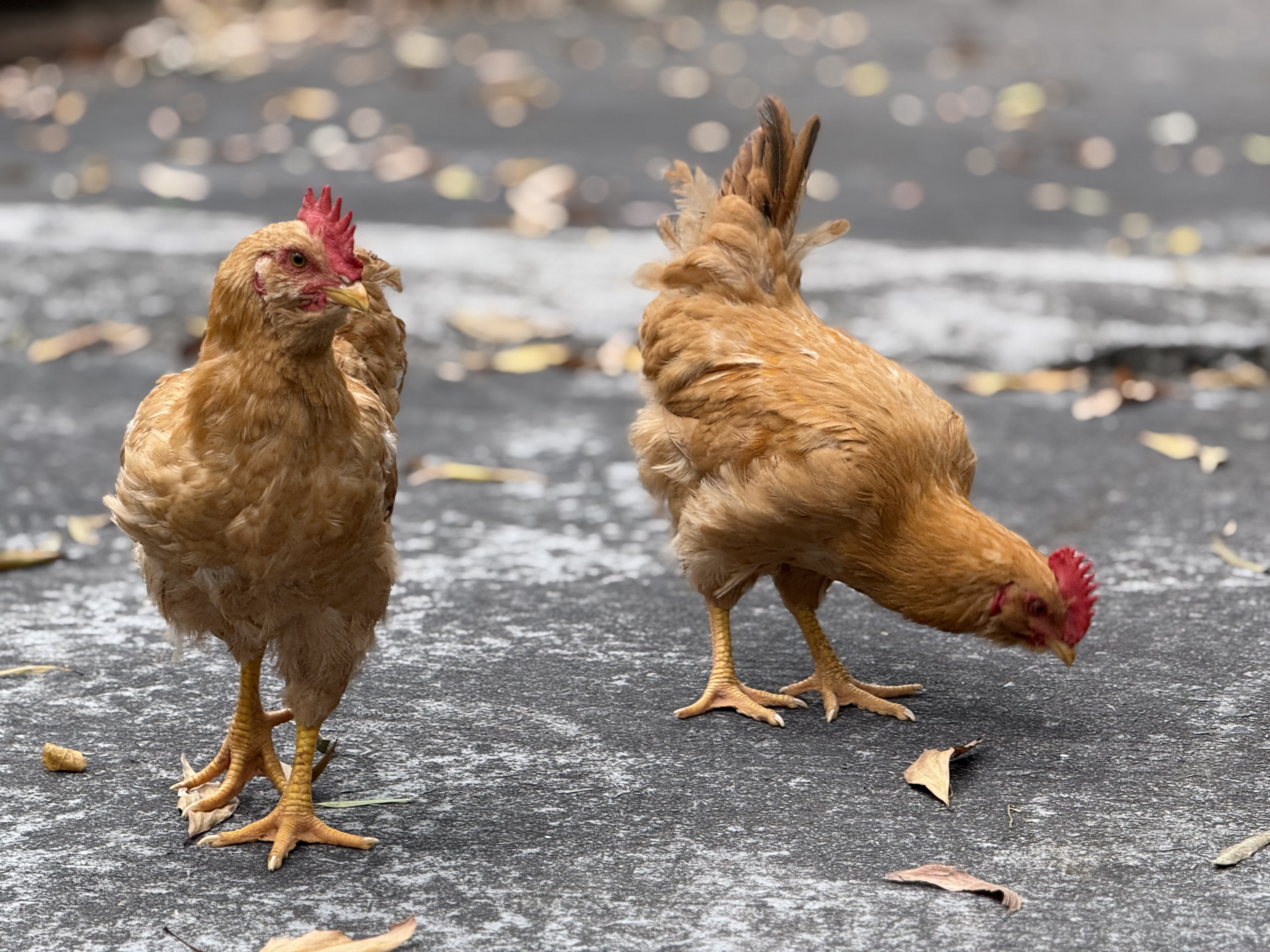 莫氏鸡煲爆火后的离谱现状大家有没有发觉，旅途中越是景点，越让人失望。越是偶然的，
