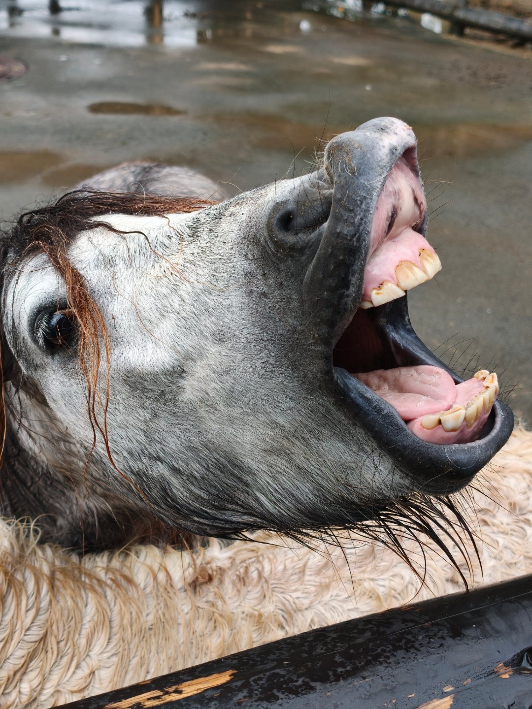哈哈哈这马，吃东西都样子，太丑了[大笑][大笑][大笑]​​​