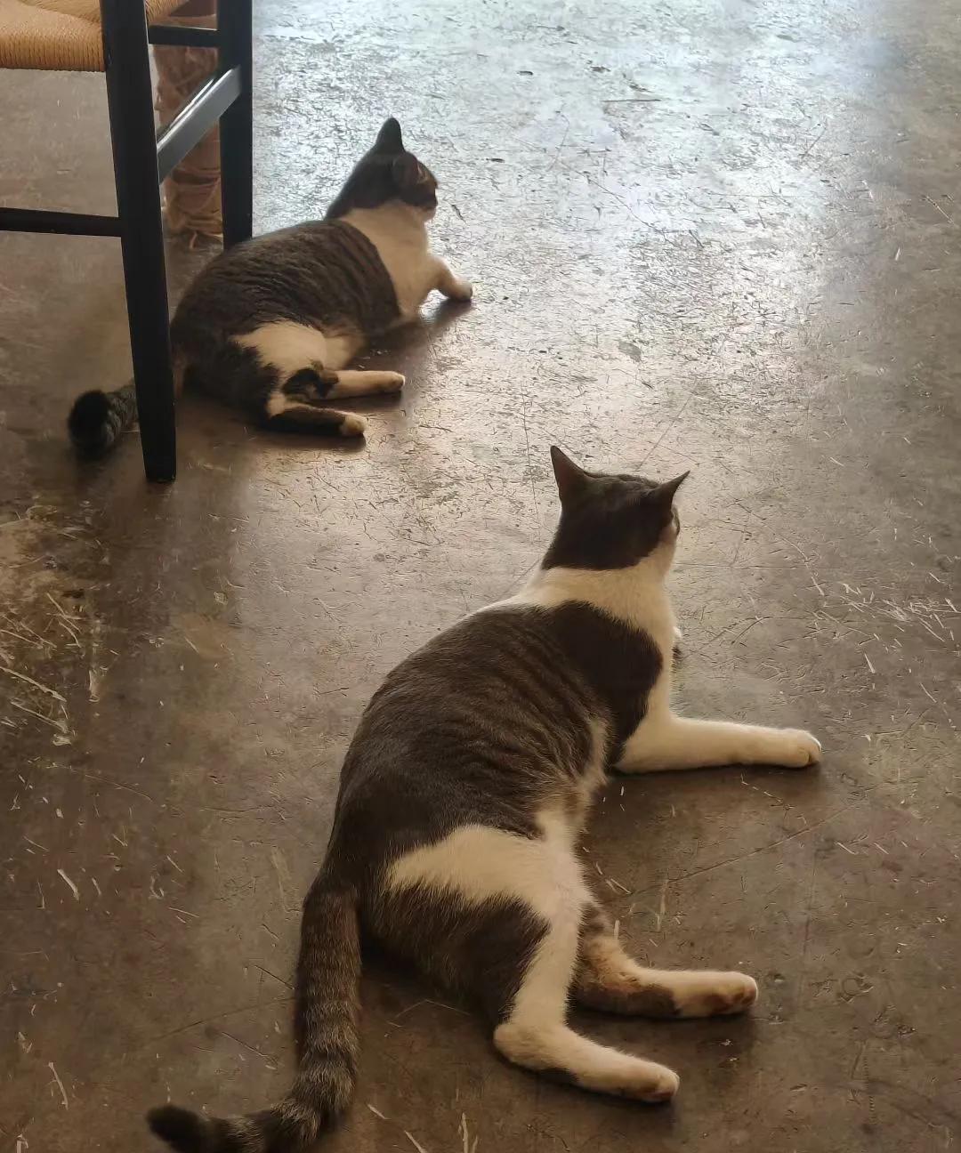 这两个猫猫像一个胎盘里生出来的一样，分不清谁是谁。其实，这两只猫猫是来自不同月份