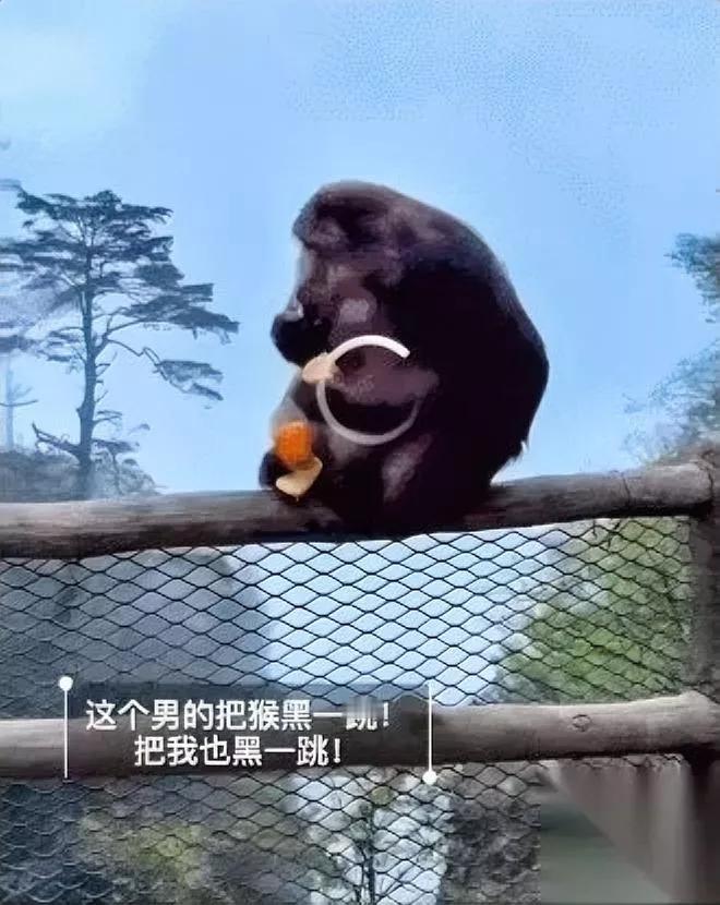推猴子那男的被罚惨了！这回不少说“罚太重”的声音反倒冒了出来？我就纳了闷