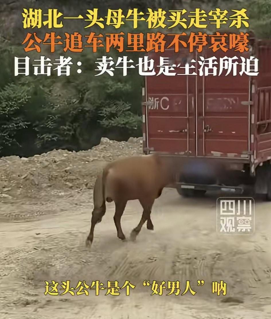 万物皆有灵，湖北丹江口，一商贩到当地收购肉牛，结果一户人家将家中一头母牛卖给商贩