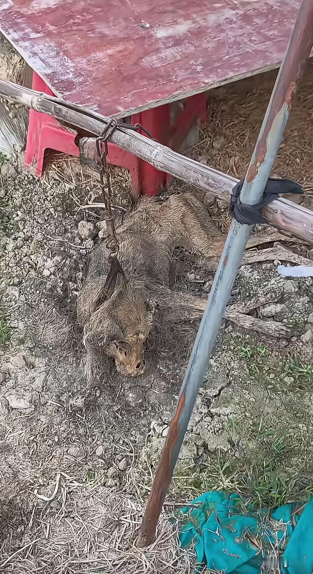 太惨了！这天一位大哥去乡下朋友家玩，当他们酒足饭饱去田间散步的时候，却看到了无比