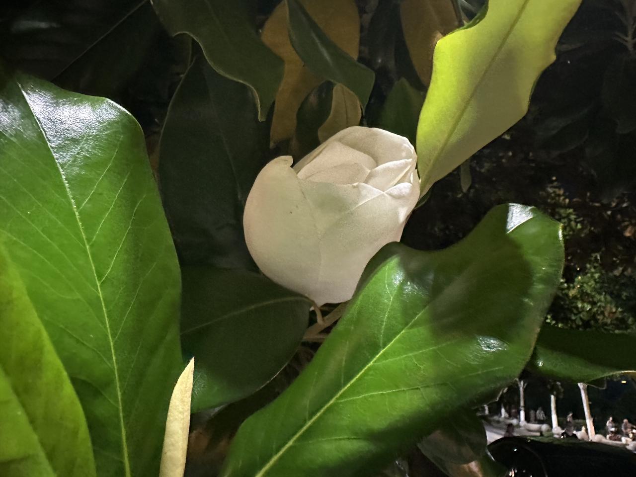 想要睡眠质量好，睡前千万别喝泡有茶叶的浓茶。昨晚11:00上床睡觉，辗转反侧