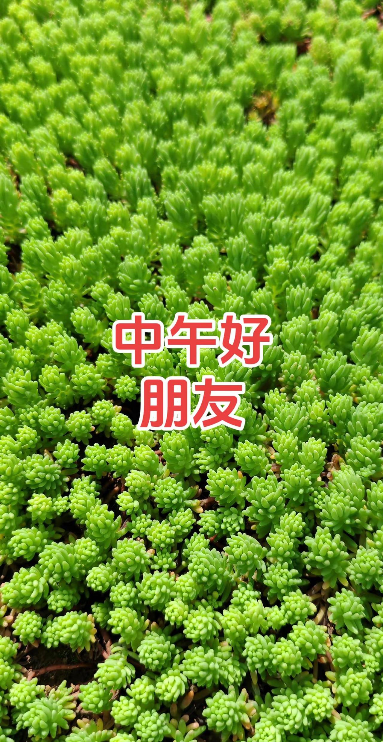 自然之美摄影日记在自己的时光里我的摄影日记植物摄影的治愈瞬间静物摄影治愈