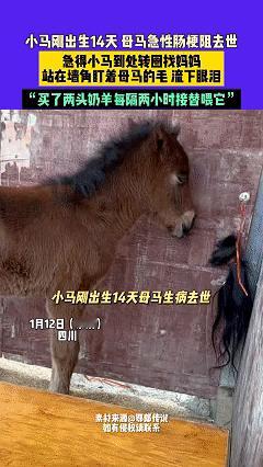 万物皆有灵！近日四川，男子家有匹刚出生不久的小马，可这匹小马每天既不哭闹也不乱跑