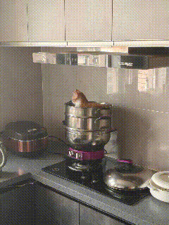 回到家四处找猫的这个片段，真的给我逗得哭笑不得。主人下班回家，小猫独自在家待了整