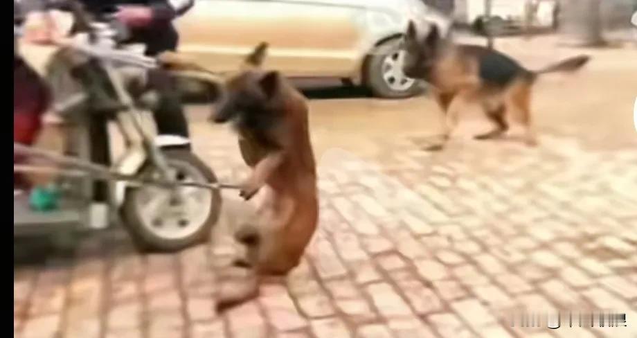 可怜的马犬被主人卖给了狗贩，机灵的它成功逃脱了铁夹子，躲过了押往刑场的瞬间，面对