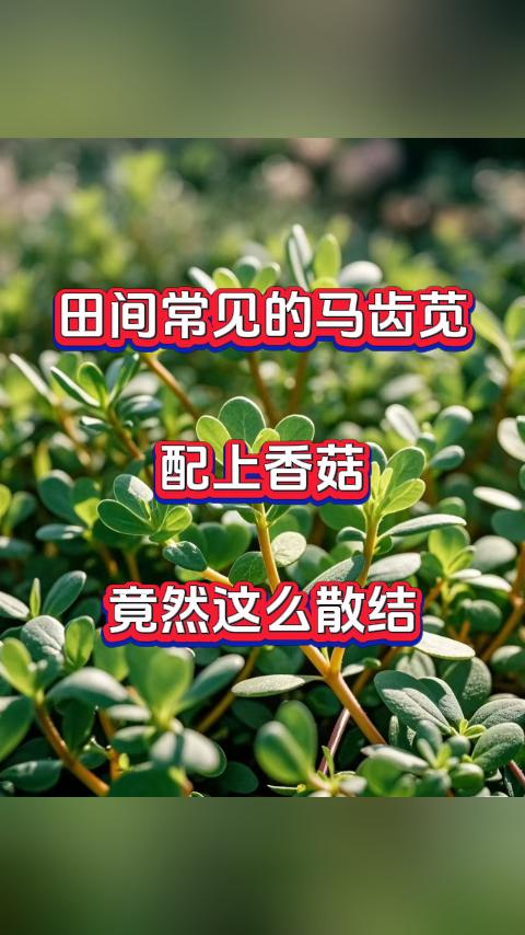 田间常见的马齿苋，配上香菇，竟然这么散结，担心结节不消？试试马齿苋炒香菇我是