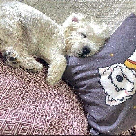 北京朝阳区有个叫Penny的姑娘，为了被毒死的爱犬辞职追凶三年，这事儿最近又上了