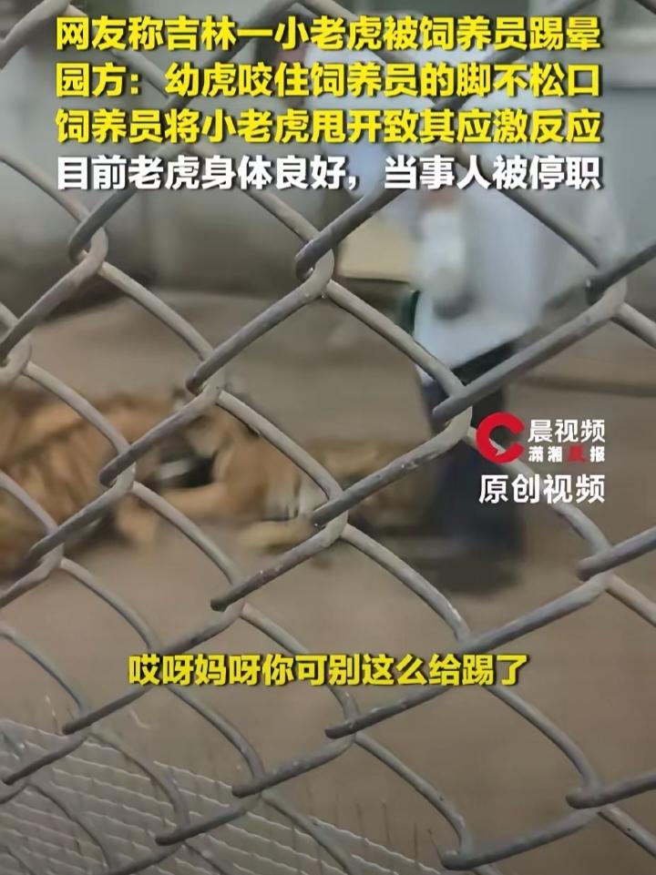 4个半月大的小老虎，咬了饲养员一口，饲养员一脚踢过去，小老虎当场身体僵直、瘫在地